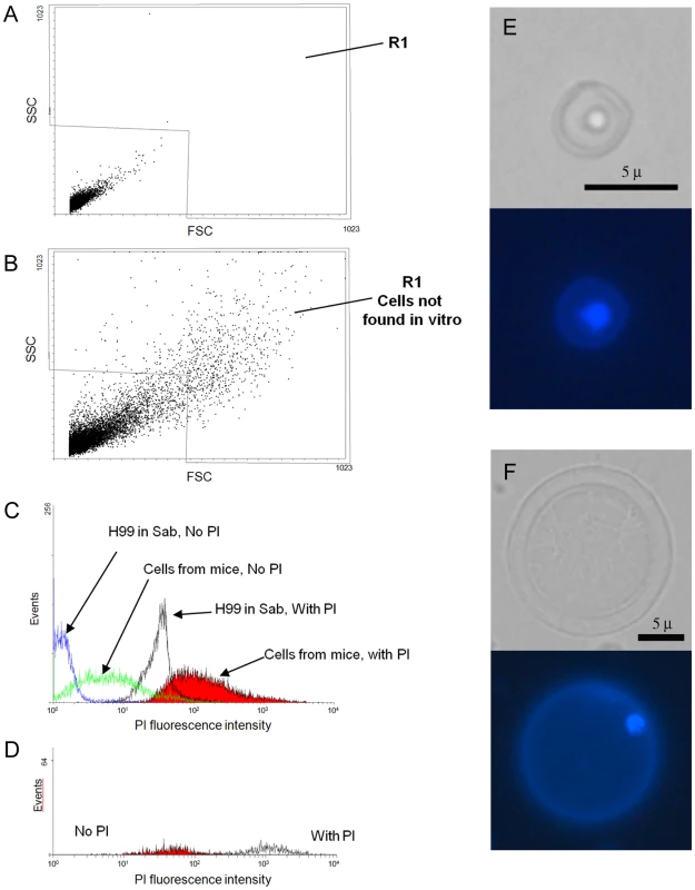 Determination of DNA content by cytometry and DAPI staining.