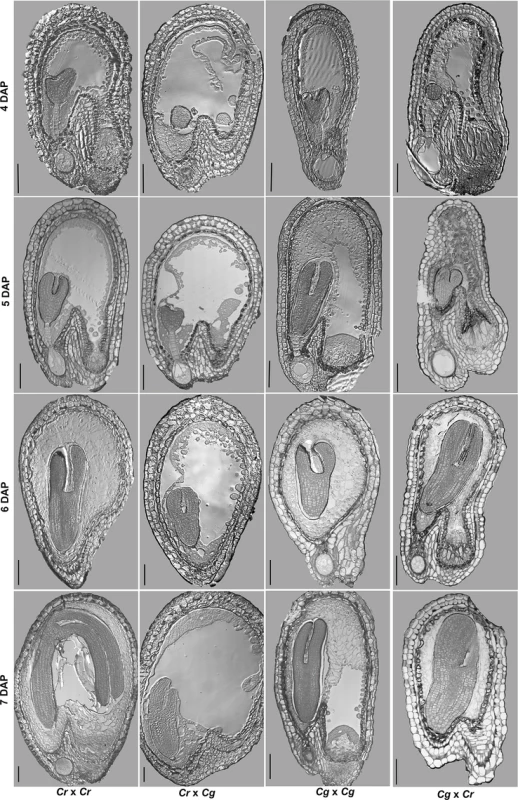 Hybrid seed incompatibility between <i>C</i>. <i>rubella</i> and <i>C</i>. <i>grandiflora</i> correlates with endosperm cellularization defects.