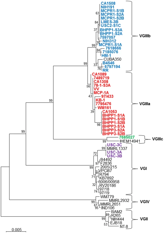 Phylogenetic analysis of newly identified <i>C. gattii</i> isolates from California.