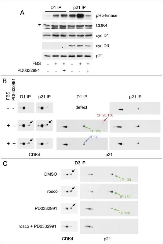 Activities of both CDK4/6 and CDK2 are required for S130 phosphorylation of p21 and activation of p21-bound CDK4.