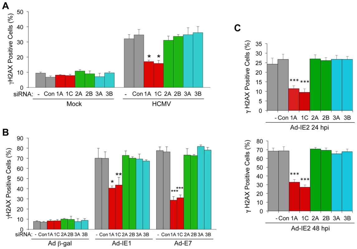 E2F1-specific contributes to the DDR associated with HCMV infection, IE1 or IE2 expression.