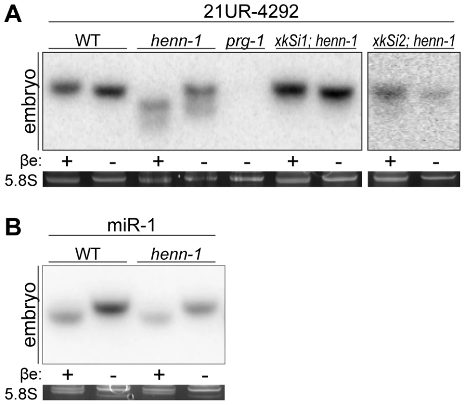 Methylation of 21U RNAs Requires <i>C. elegans</i> HEN1 Ortholog HENN-1.