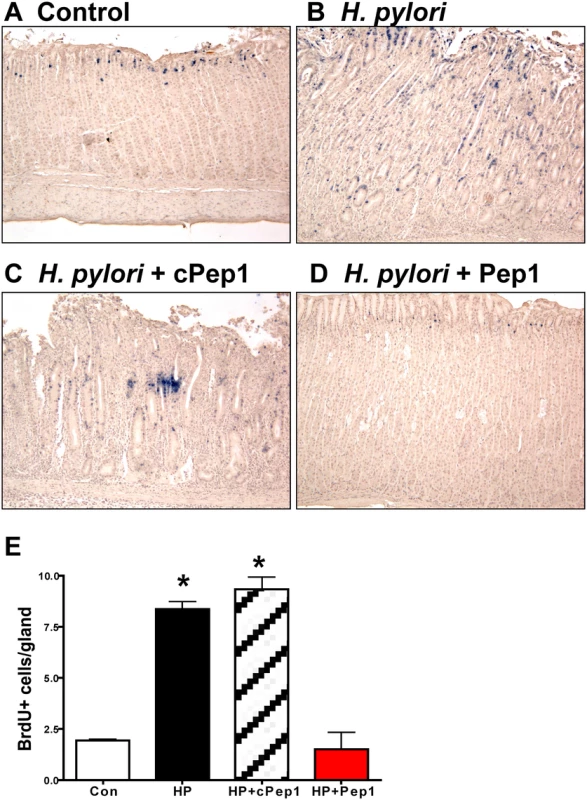 Epithelial proliferation in response to <i>H</i>. <i>pylori</i> infection in Mongolian gerbils.
