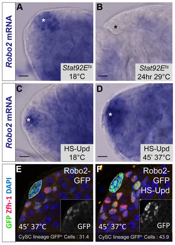 <i>Robo2</i> transcription levels in the testis depend on JAK-STAT signaling.