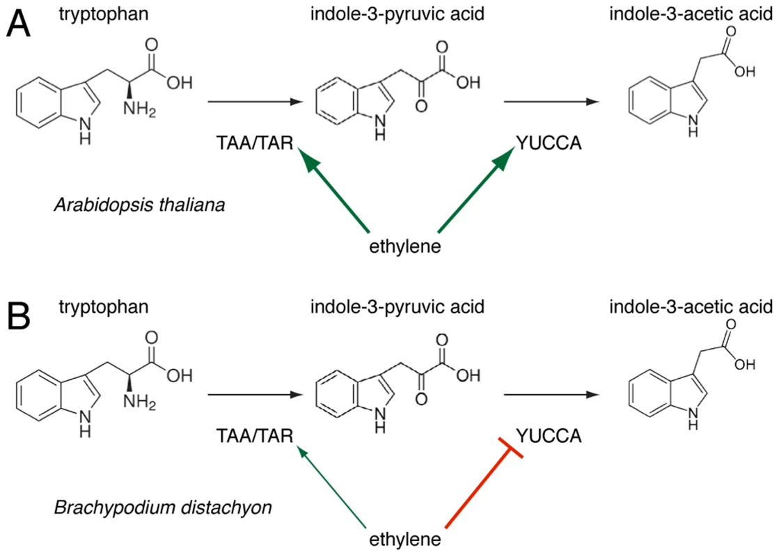 A schematic overview of the regulation of tryptophan-dependent auxin (indole-3-acetic acid) biosynthesis via indole-3-pyruvic acid (IPA) by ethylene action in Arabidopsis (&lt;i&gt;A&lt;/i&gt;) and Brachypodium (&lt;i&gt;B&lt;/i&gt;).