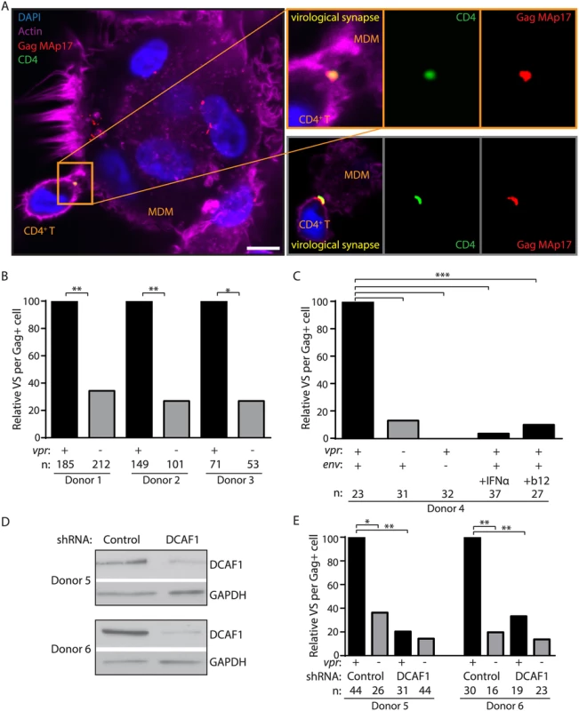 Vpr promotes Env-dependent virological synapse formation between macrophages and CD4<sup>+</sup> T lymphocytes.