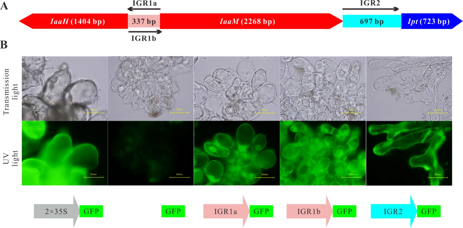 IGR1 and IGR2 function as promoters in <i>Arabidopsis</i> cells.