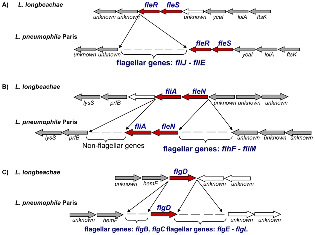 Alignment of the chromosomal regions of <i>L. pneumophila</i> and <i>L. longbeachae</i> coding the flagella biosynthesis genes.