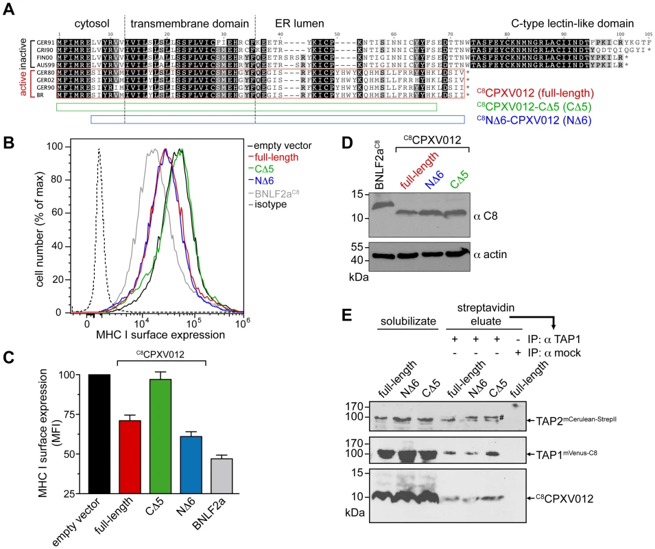 CPXV012 evolved a unique ER-lumenal sequence that is essential for TAP inhibition.