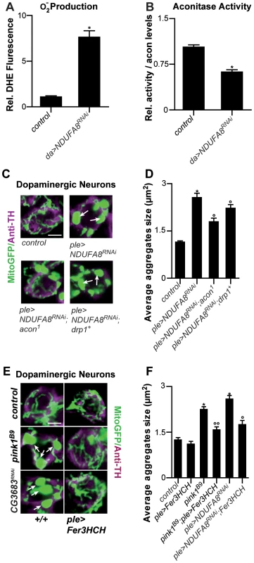 Mitochondrial morphological defects in DA neurons of Complex I–deficient and <b><i>pink1<sup>B9</sup></i></b><b> flies involve iron-mediated toxicity.</b>