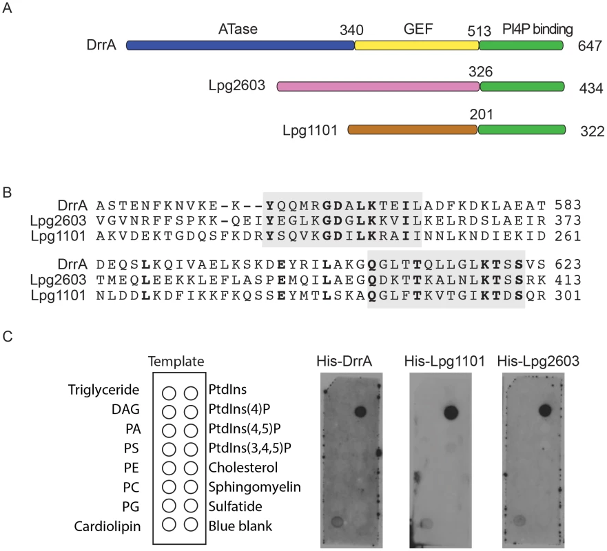 A conserved <i>Legionella</i>-effector PI4P-binding region.