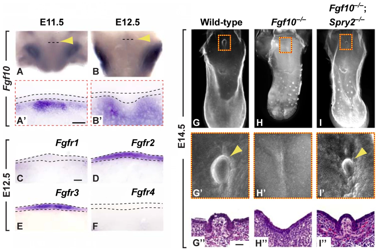<i>Fgf10</i> is required for CVP development and is antagonized by <i>Spry2</i>.