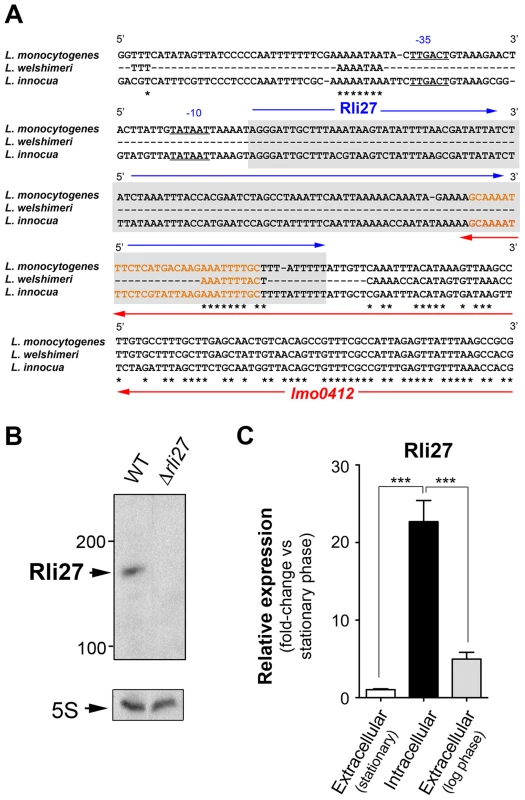 Rli27 is a bona fide <i>L. monocytogenes</i> sRNA induced by intracellular bacteria.