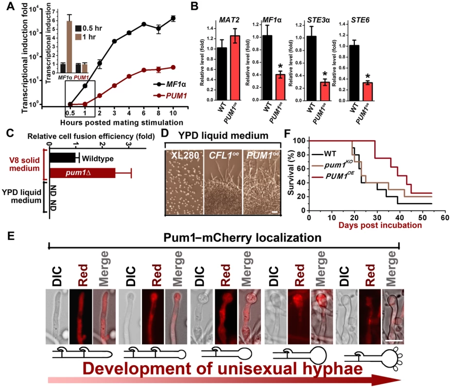 Pum1 controls filamentation but not early mating processes.