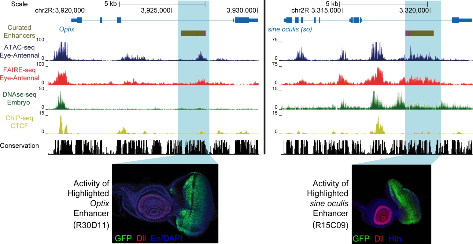 Enhancer identification in the eye primordium by ATAC-seq and FAIRE-seq.