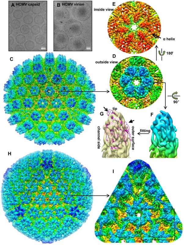 Comparison of 3D reconstructions of the HCMV capsid and virion.