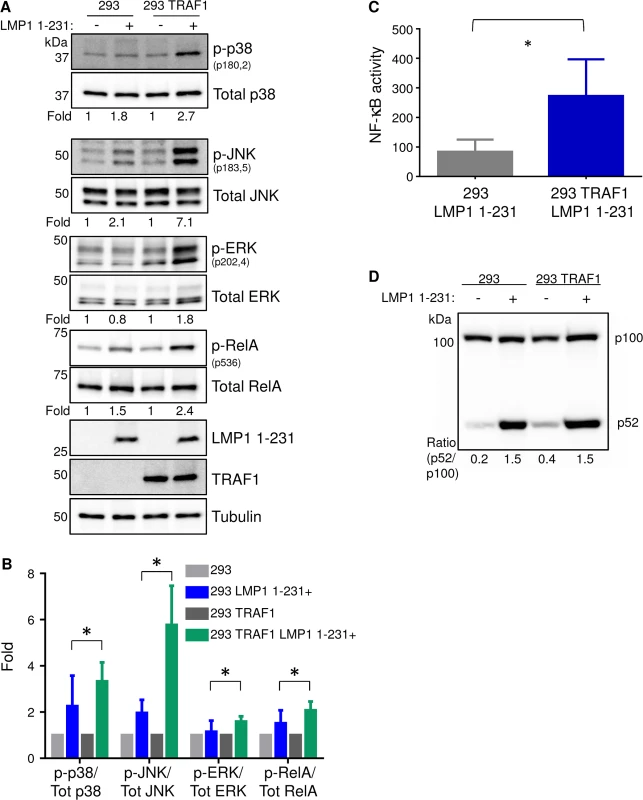 TRAF1 enhances LMP1 1-231-mediated MAP kinase and canonical NF-kB activation.