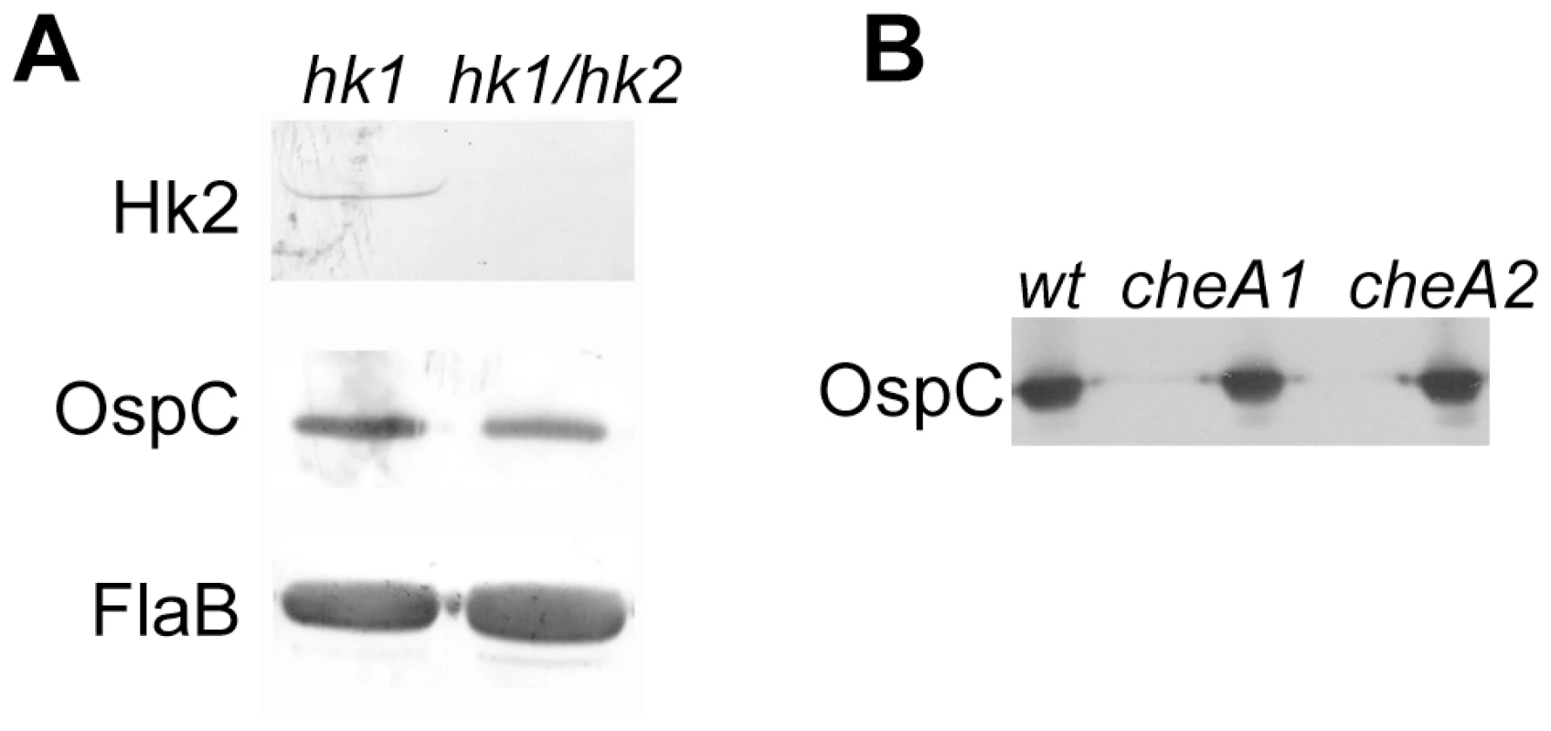 The <i>hk1 hk2</i> double mutant and the <i>cheA1</i> or <i>cheA2</i> mutant have normal level of Rrp2 activation.