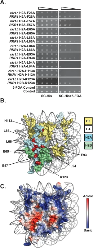 Identification of H2A and H2B residues required for growth in the absence of <i>RKR1</i>.