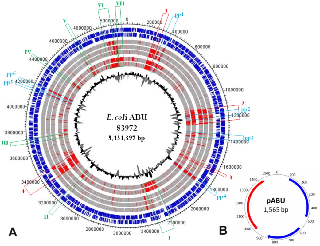 Genetic map of the <i>E. coli</i> 83972 chromosome and the small plasmid pABU.