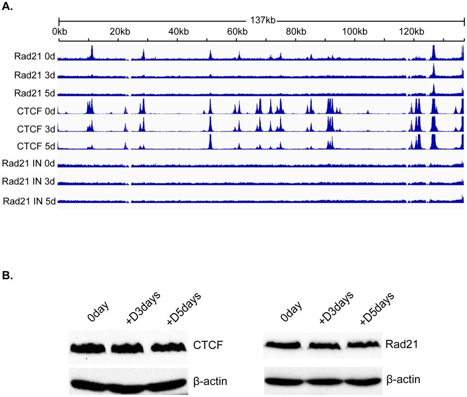 Changes in Rad21 binding to the KSHV genome during KSHV reactivation and lytic replication.