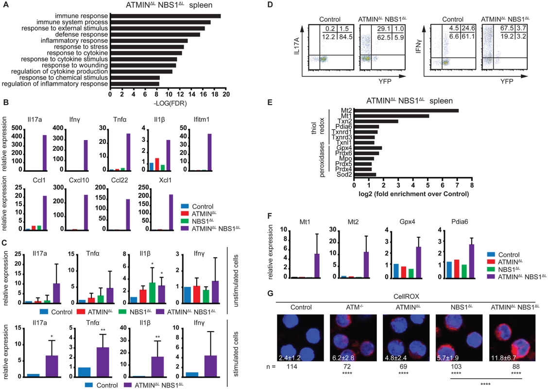 ATMIN<sup>ΔL</sup>NBS1<sup>ΔL</sup> mice display enhanced cytokine and ROS production.