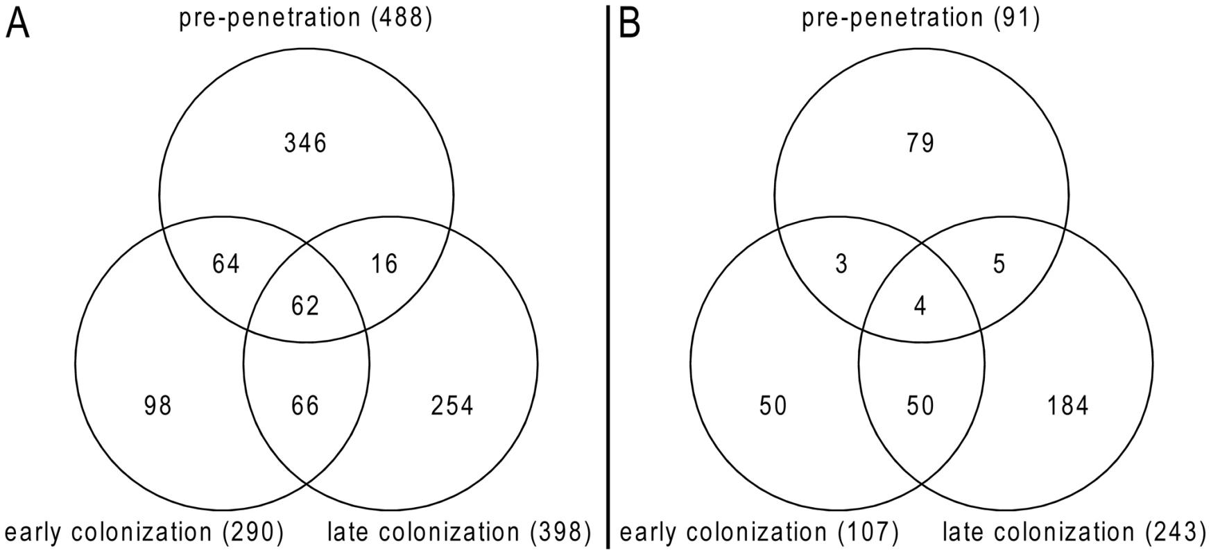Venn diagrams showing <i>P. indica</i> genes regulated during root colonization.