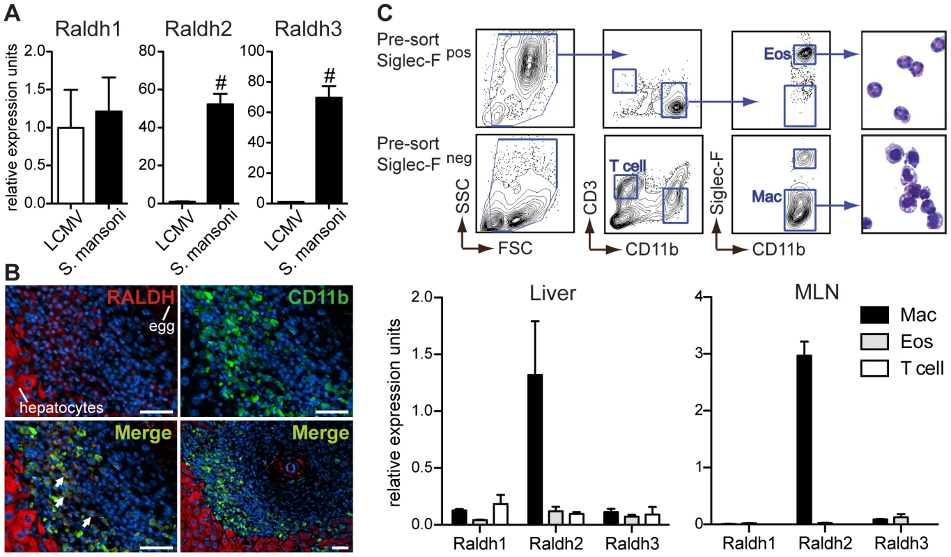 Type-2 inflammatory cells express Raldh2 and Raldh3, with Raldh2 most highly expressed in macrophages.