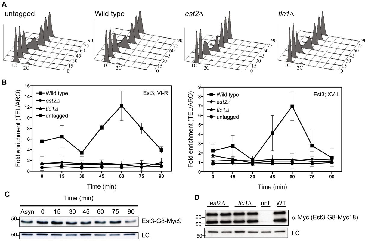 Est3 telomere binding is biphasic but highest in late S/G2 phase.