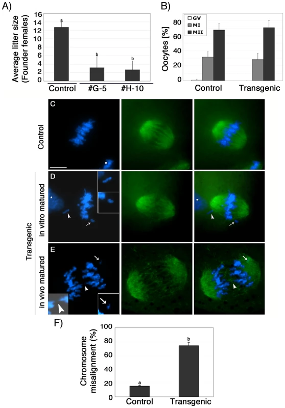 Lack of ATRX function disrupts chromosome alignment at the metaphase II spindle and results in severe sub fertility.