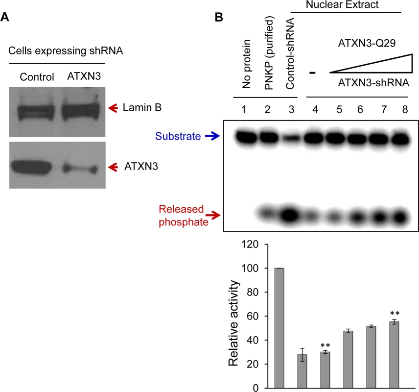 ATXN3 depletion decreases PNKP’s 3’-phosphatase activity.