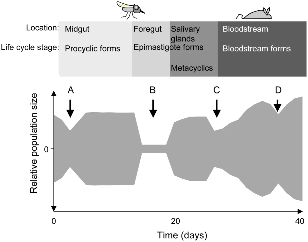 Schematic depiction of population bottlenecks during the life cycle of <i>Trypanosoma brucei</i>.