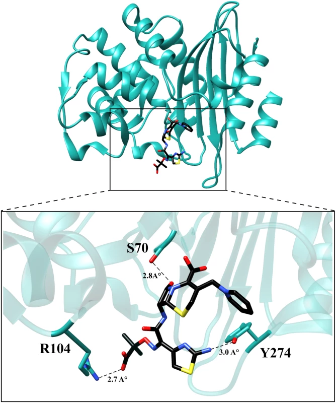 Molecular model of ceftazidime binding to the variant P104R:H274Y (KPC-10).