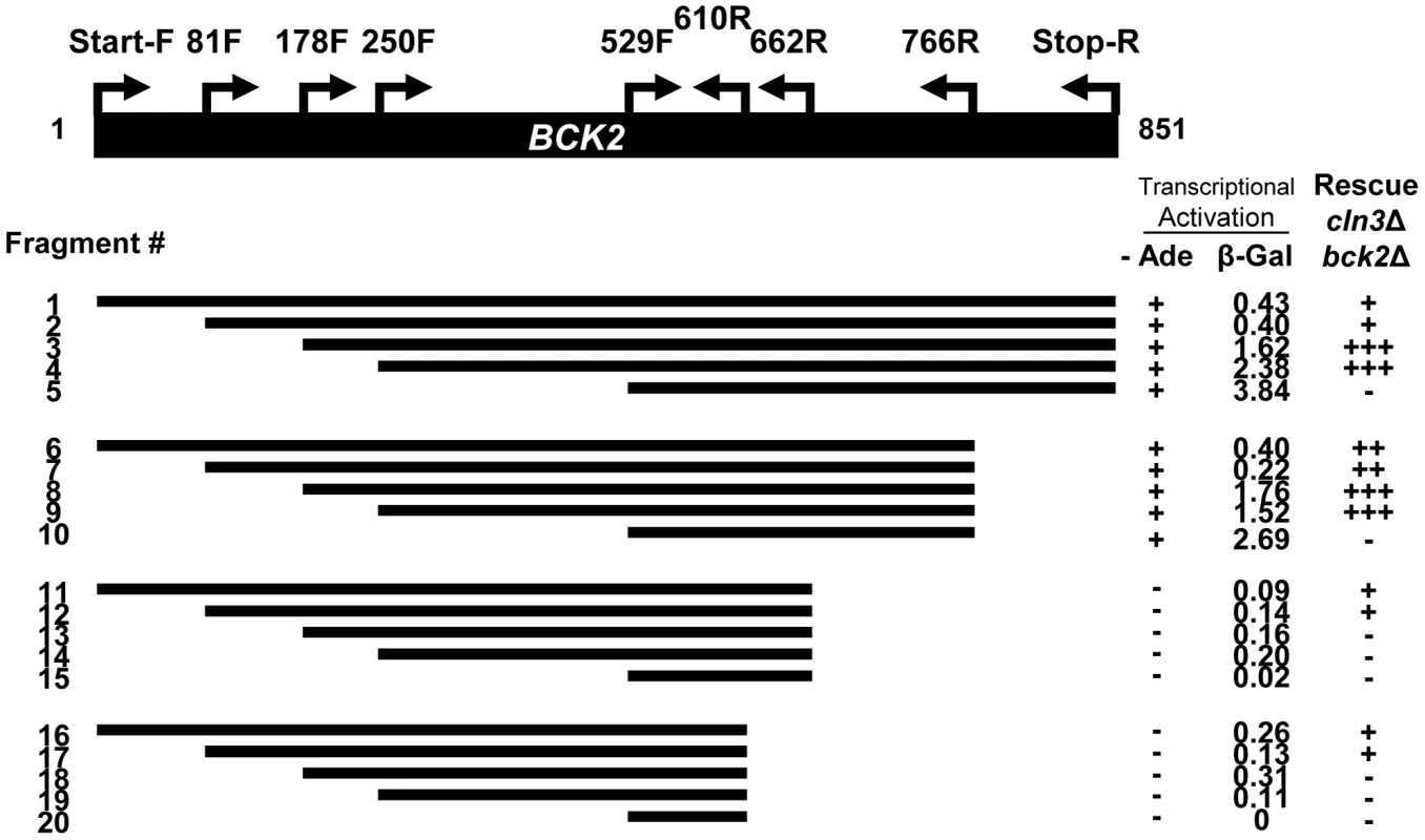 Truncation analysis of the <i>BCK2</i> gene.