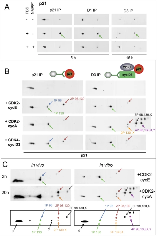 Specific inhibition of CDK7 by 1-NMPP1 prevents the main phosphorylation of p21, which is performed <i>in vitro</i> by both CDK4 and CDK2.