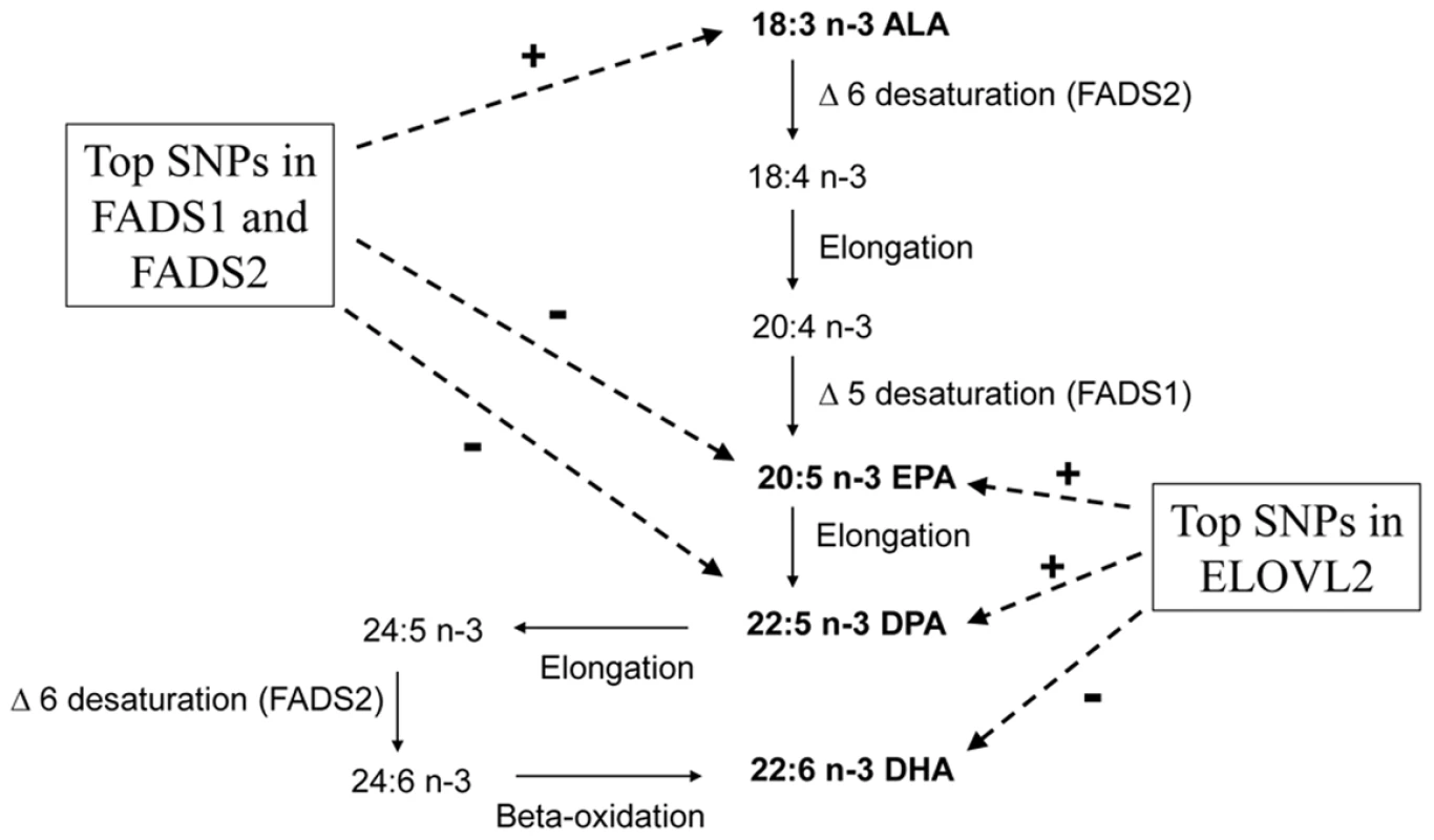 N-3 polyunsaturated fatty acid metabolic pathway and summary of genome-wide associations in pathway.