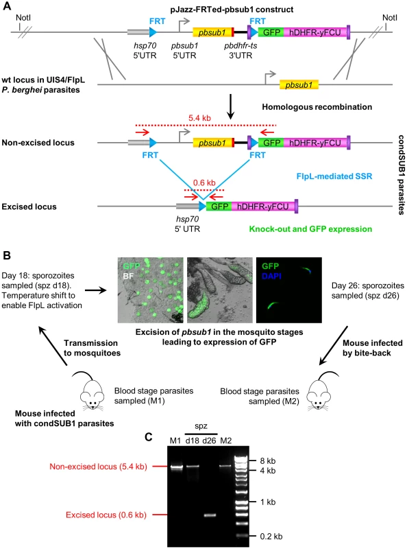 Insect stage-specific conditional deletion of the <i>pbsub1</i> gene blocks the transition from salivary gland sporozoite to subsequent asexual blood stages.