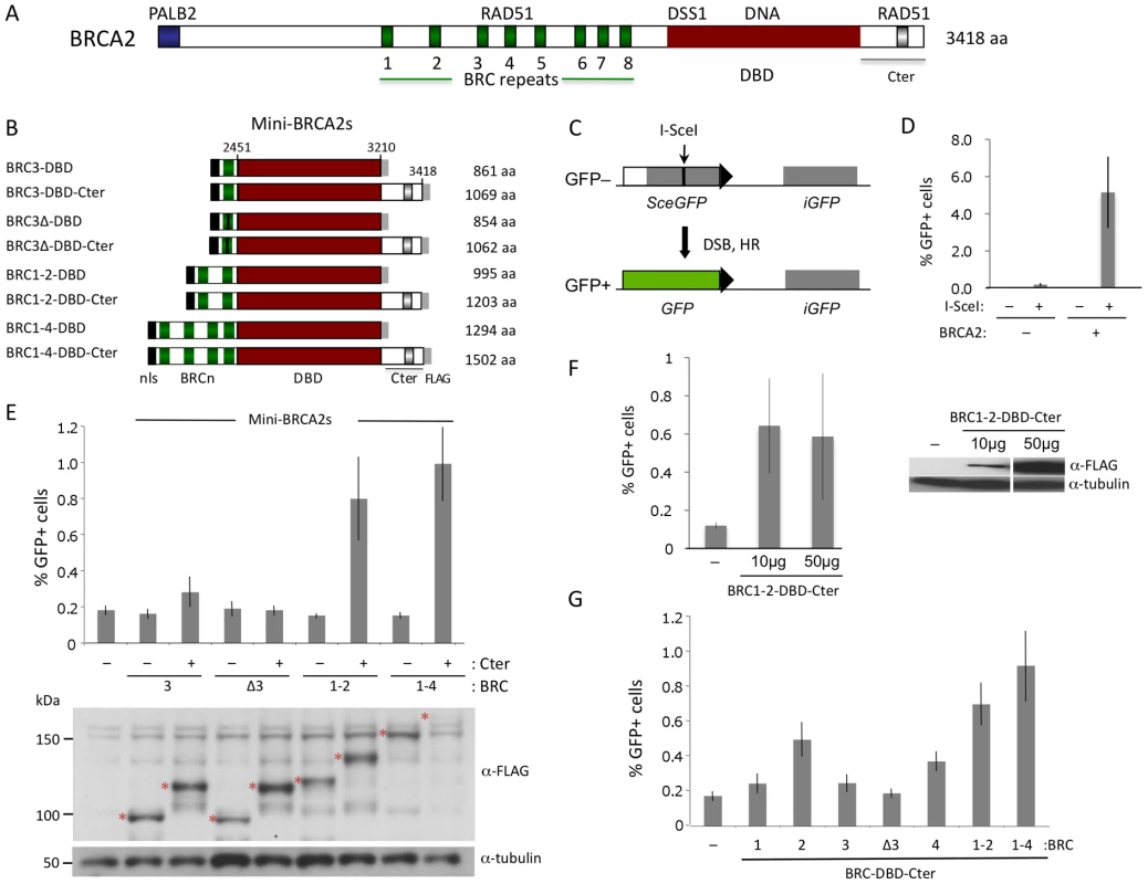 HR proficiency of mini-BRCA2 peptides.