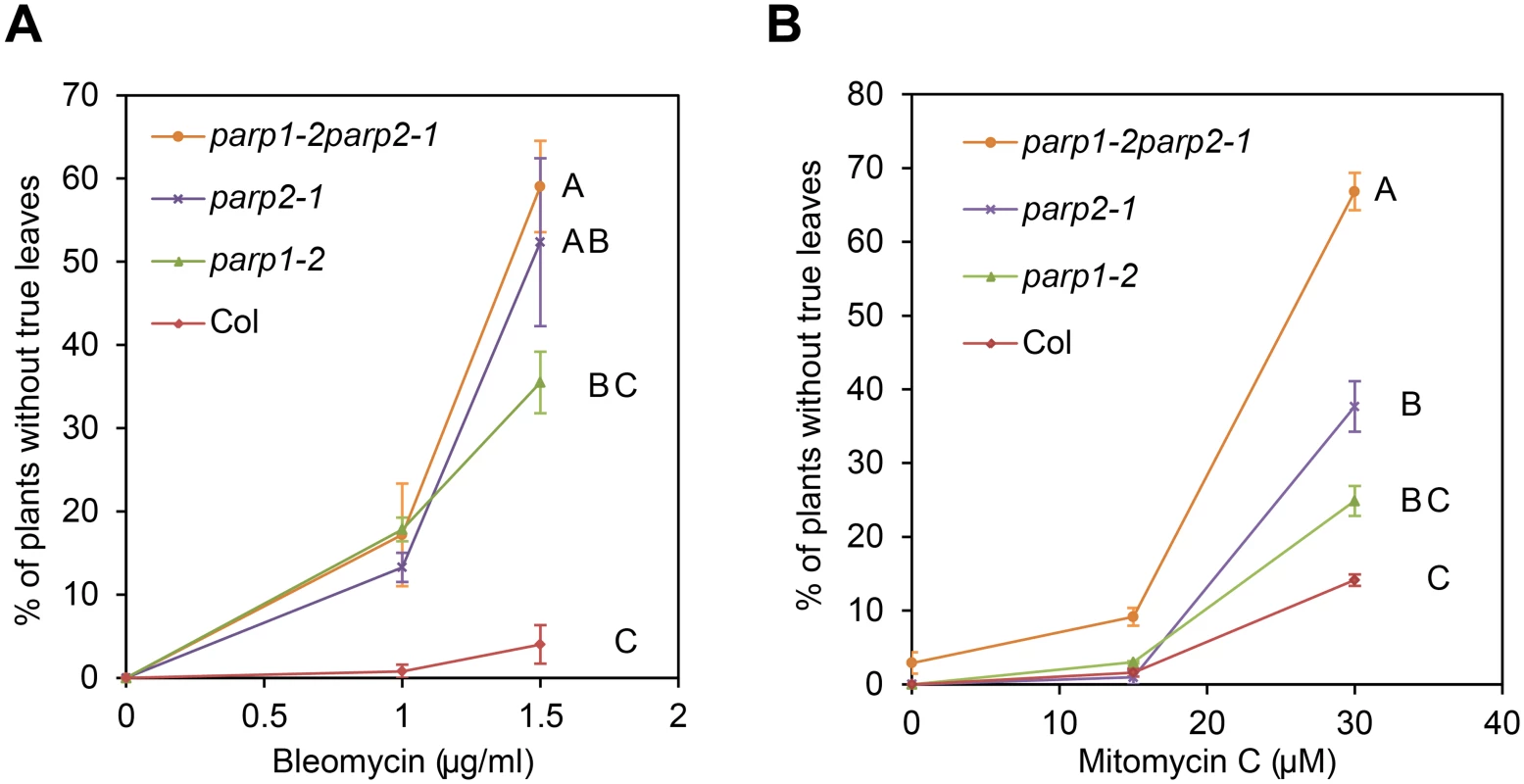 Arabidopsis <i>parp</i> mutants are hypersensitive to DNA damage agents.