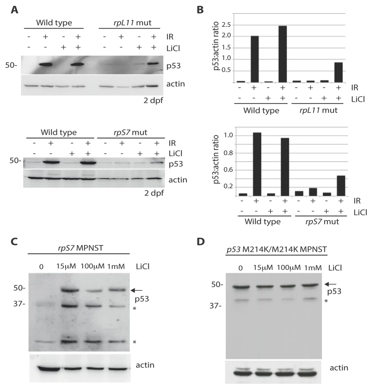 Lithium chloride restores p53 stabilization in RP mutant embryos and tumor cells.