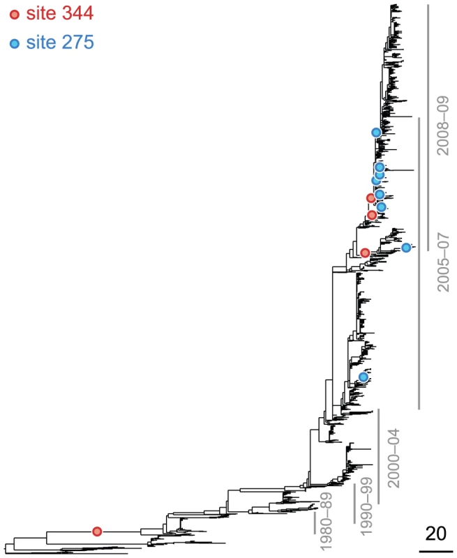 Phylogenetic tree of NA (subtype N1) illustrating a putatively epistatic interaction between the leading site 344 (red circles) and the trailing site 275 (blue circles).