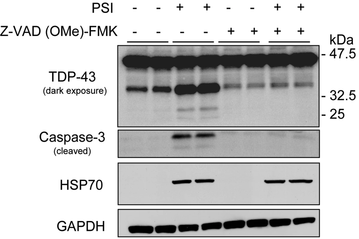 Proteasome inhibition increases the proteolytic cleavage of TDP-43.