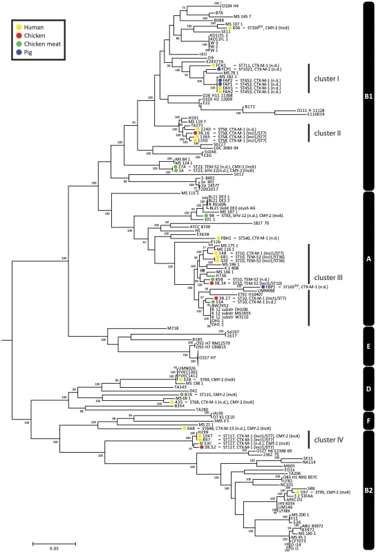 Phylogeny of <i>Escherichia</i> and <i>Shigella</i> species, including ESBL- and AmpC-positive strains sequenced for the purpose of this study.