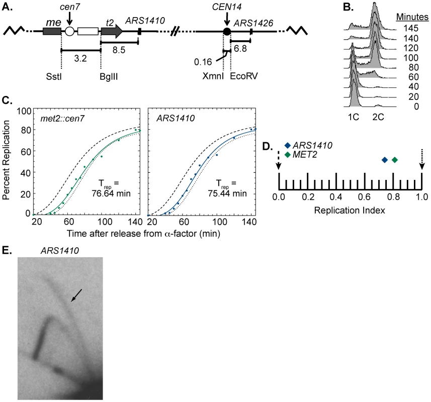 Replication time of point mutated centromere on chromosome XIV.