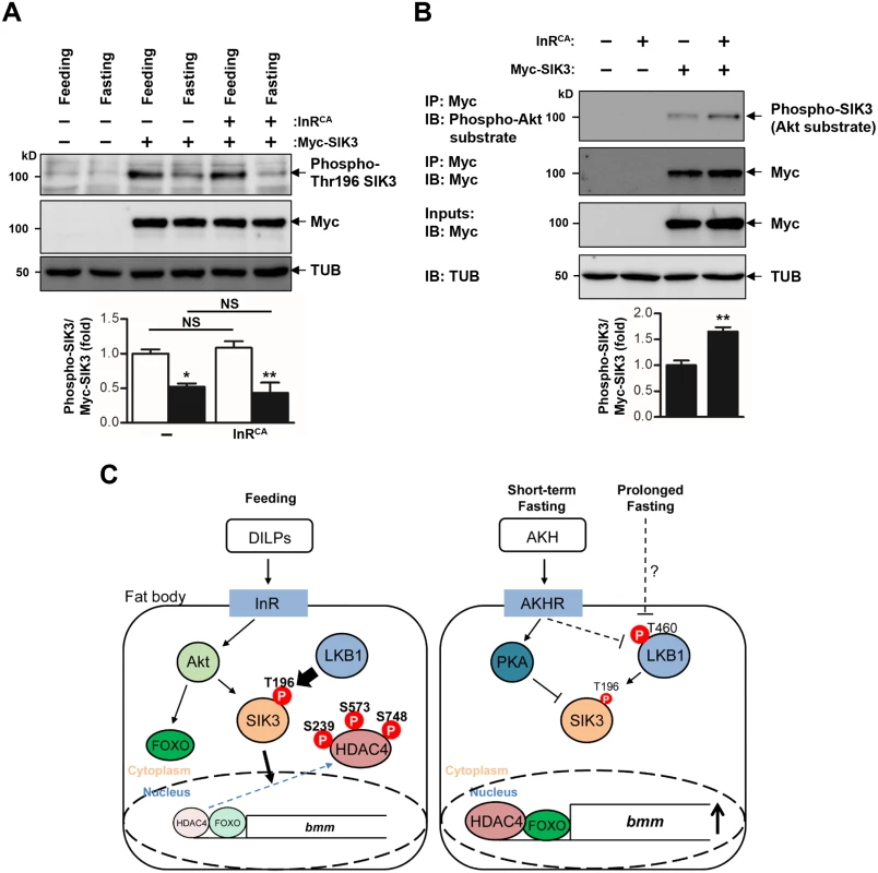 Activation of insulin receptor increases phosphorylation of SIK3 by Akt.