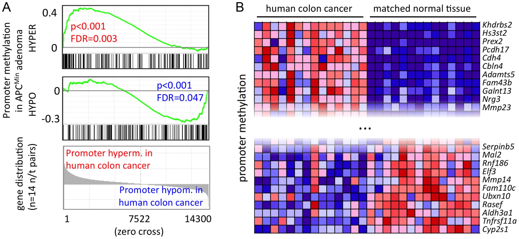 A core set of APC<sup>Min</sup> adenoma-specific CpG methylation patterns is conserved in human colon cancer.