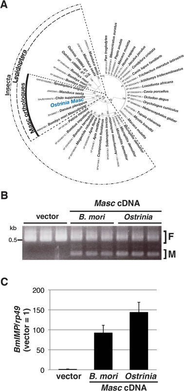 Identification and characterization of <i>Ostrinia</i> Masc protein.