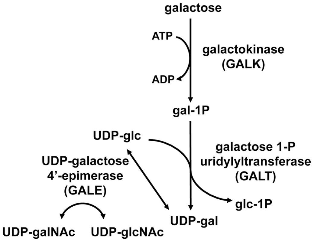 The Leloir pathway of galactose metabolism.
