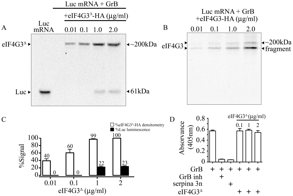 GrB resistant eIF4G3<sup>Δ</sup> can restore <i>in vitro</i> translation of Luc.