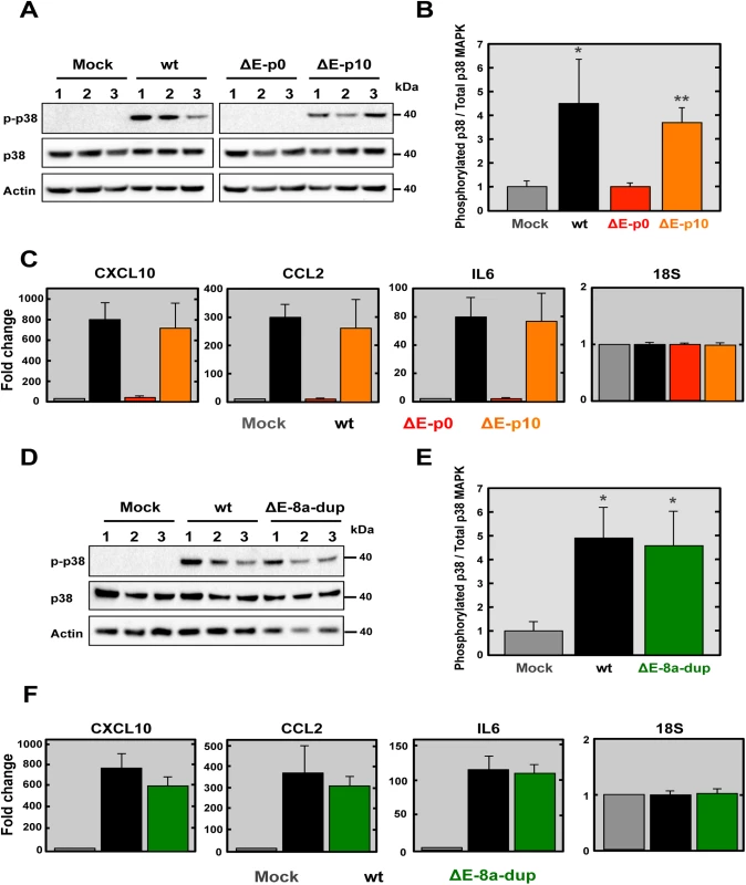 Analysis of p38 MAPK activation and inflammatory cytokines expression during infection with recombinant SARS-CoV-∆E virus after passage in mice.